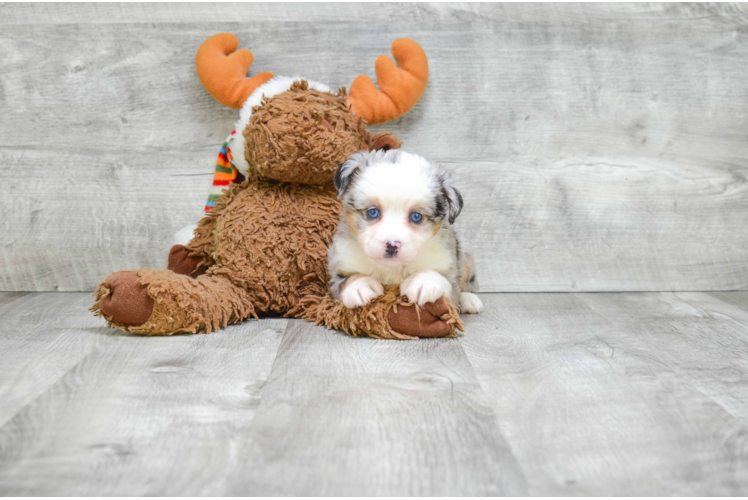 Mini Aussiedoodle Puppy for Adoption