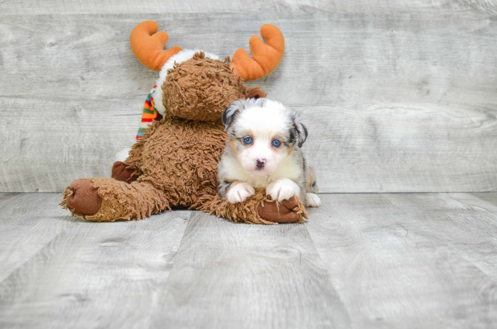 Mini Aussiedoodle Puppy for Adoption