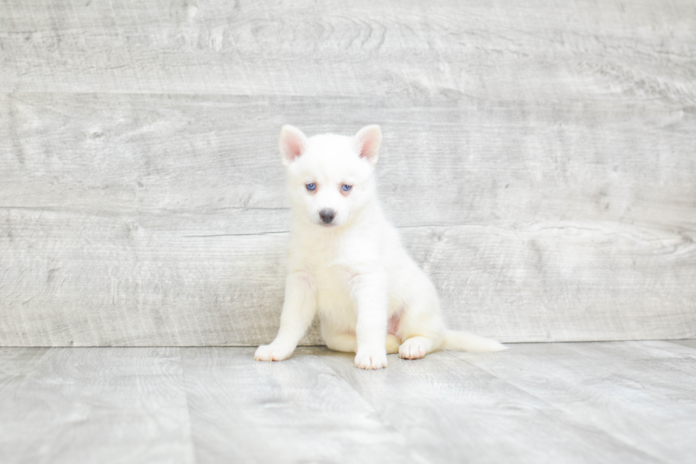 Adorable Mini Husky Designer Puppy