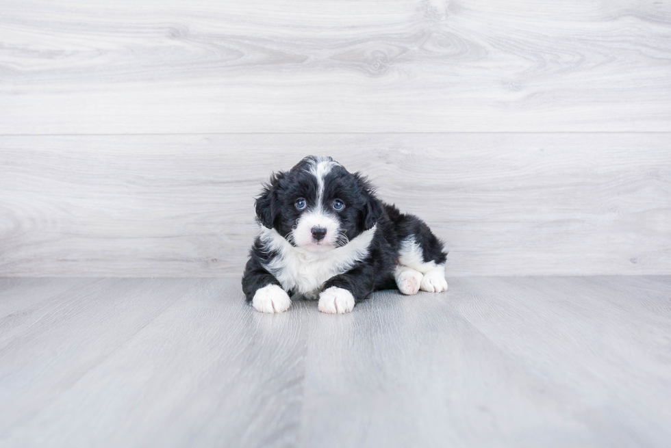 Mini Aussiedoodle Puppy for Adoption