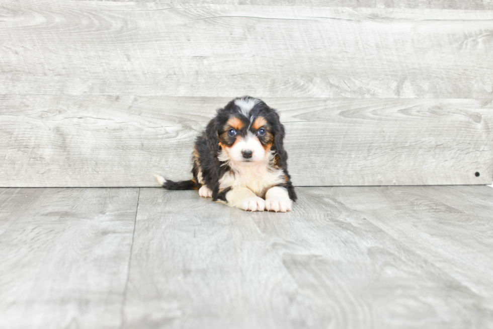 Best Mini Bernedoodle Baby