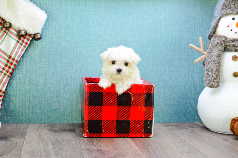 Meet Teacup-Dolly - our Maltese Puppy Photo 