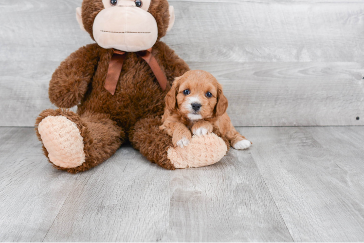 Funny Cavapoo Poodle Mix Pup
