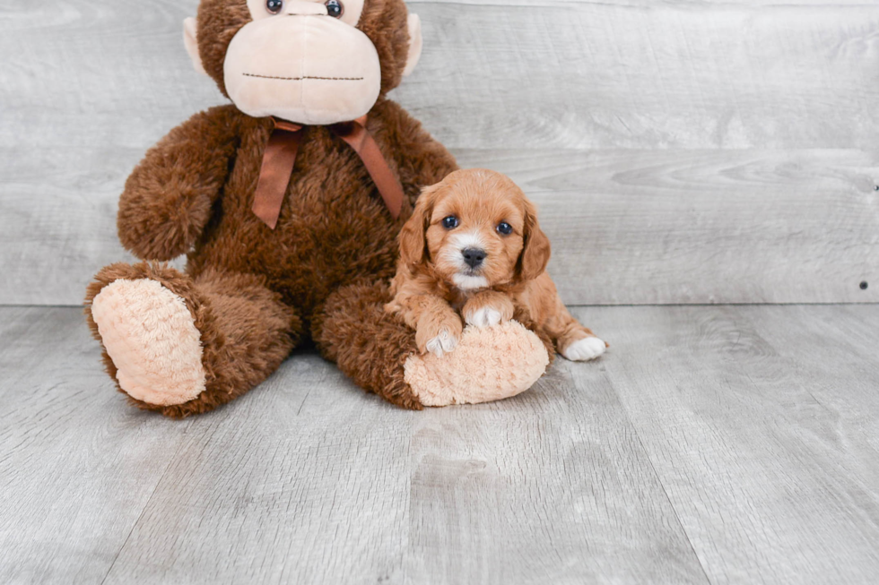 Funny Cavapoo Poodle Mix Pup