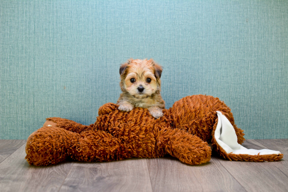 Energetic Yorkie Designer Puppy