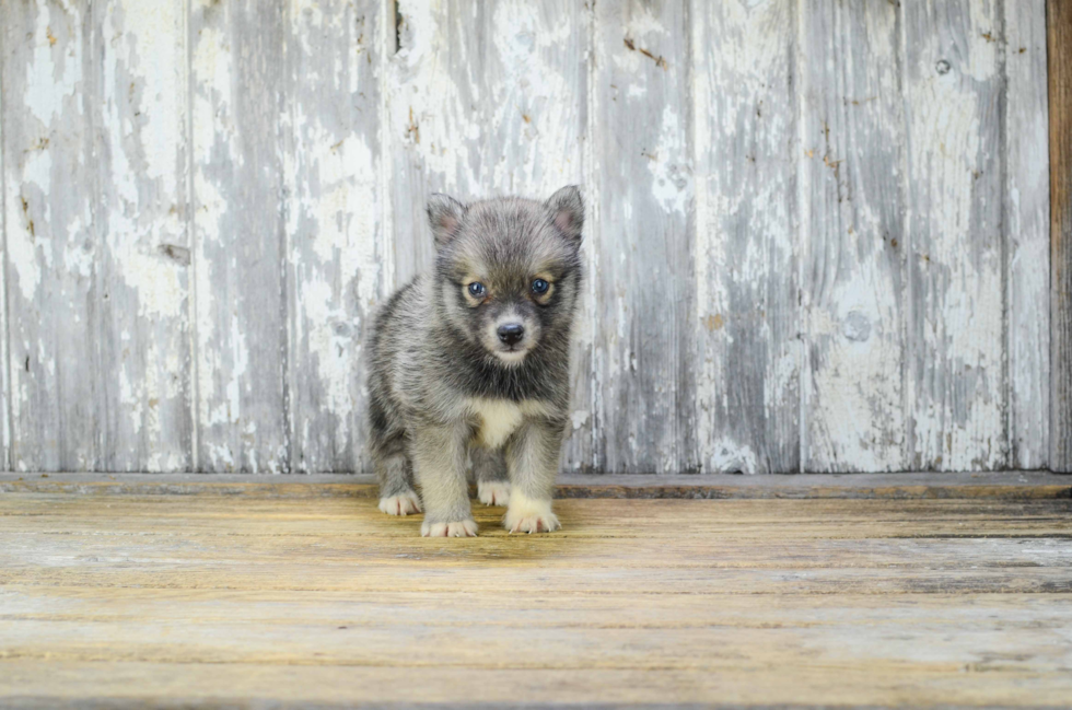 Happy Pomsky Baby