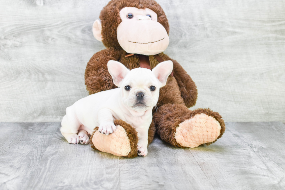 Happy Frenchie Purebred Puppy