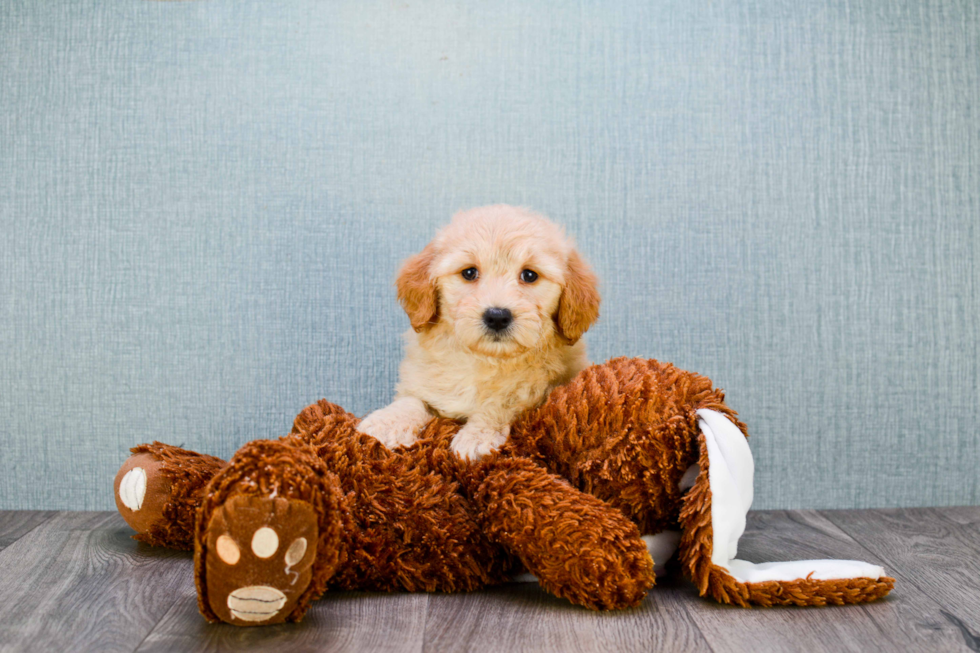 Cute Mini Goldendoodle Baby