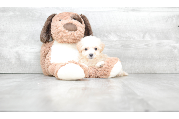 Funny Maltipoo Poodle Mix Pup