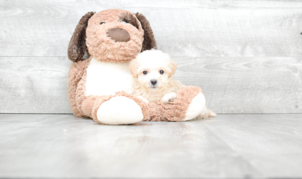 Funny Maltipoo Poodle Mix Pup