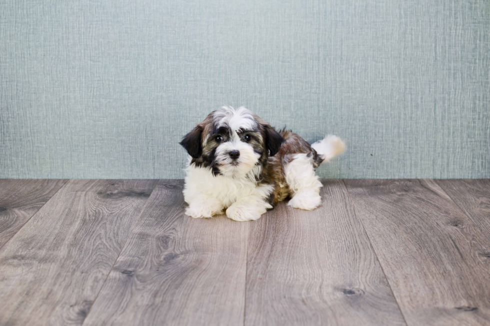 Petite Havanese Purebred Puppy