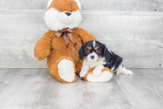 Cavalier King Charles Spaniel Pup Being Cute