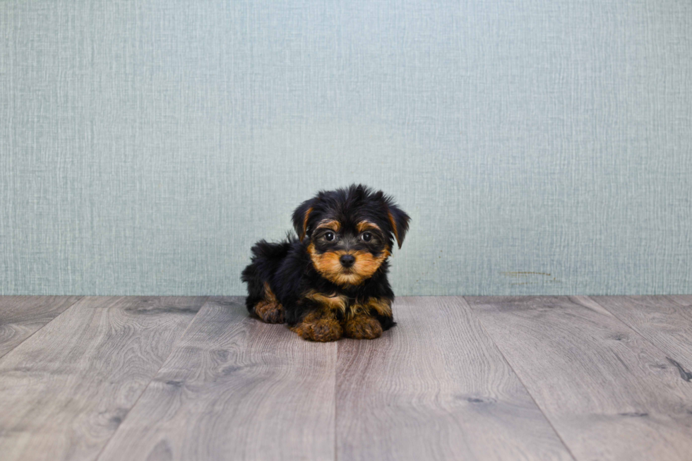 Meet Bella - our Yorkshire Terrier Puppy Photo 