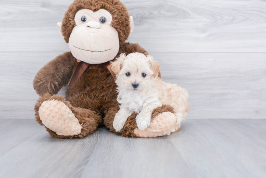 Funny Maltipoo Poodle Mix Pup