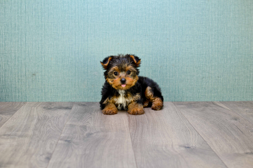 Meet Bella - our Yorkshire Terrier Puppy Photo 