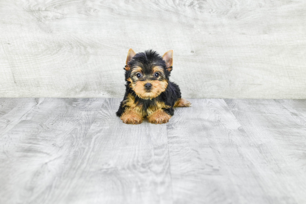 Meet Joey - our Yorkshire Terrier Puppy Photo 