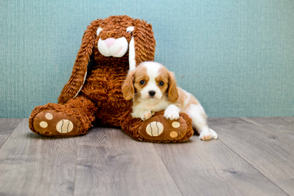 Energetic Cavalier King Charles Spaniel Purebred Puppy