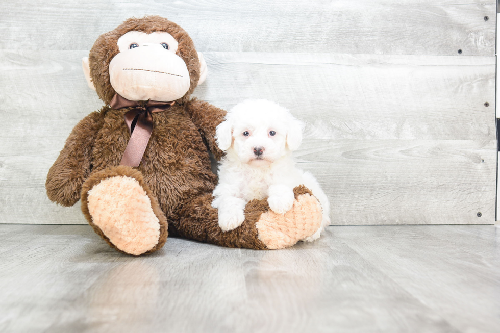 Happy Maltipoo Baby