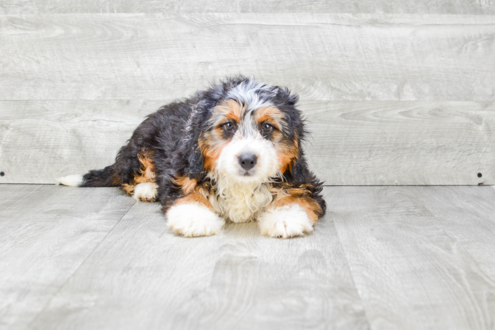 Mini Bernedoodle Puppy for Adoption