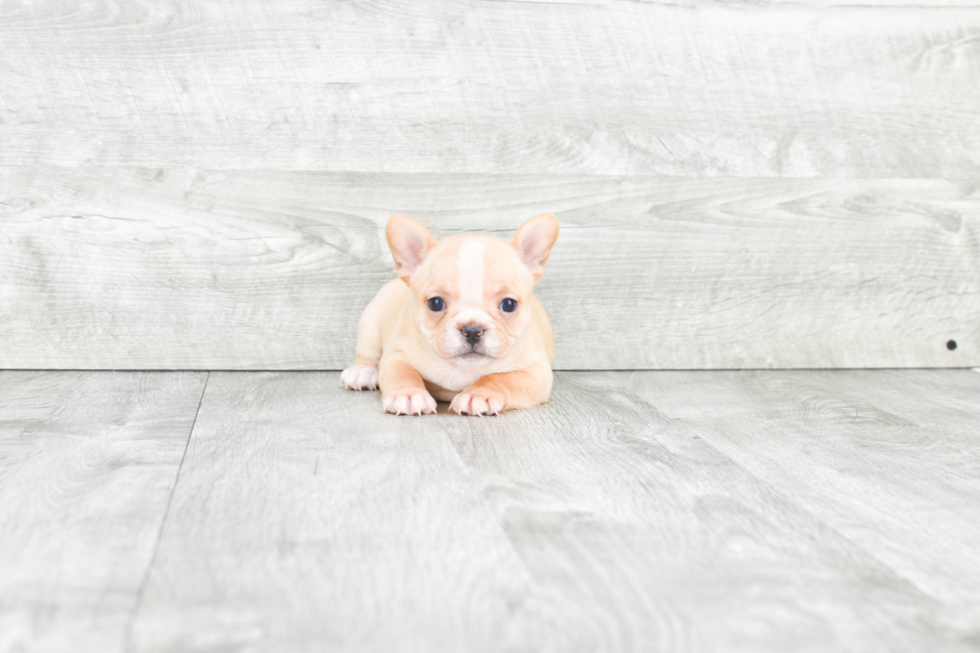 Akc Registered French Bulldog Baby