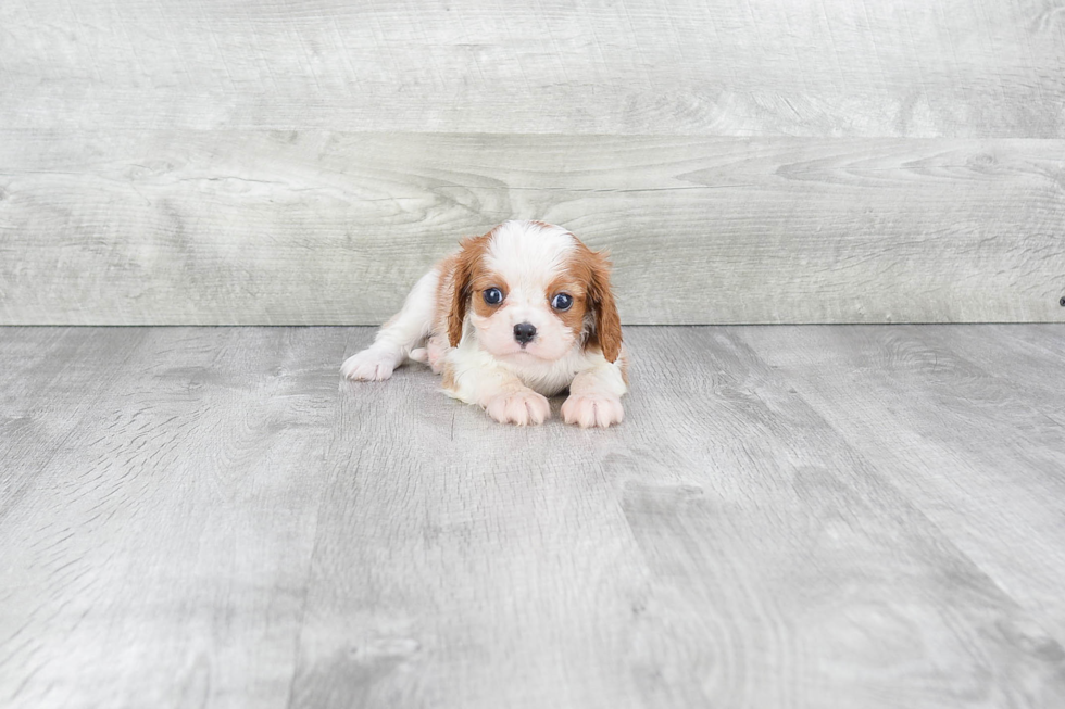 Cavalier King Charles Spaniel Pup Being Cute