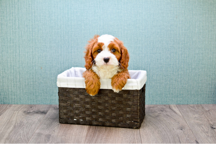 Cavapoo Pup Being Cute