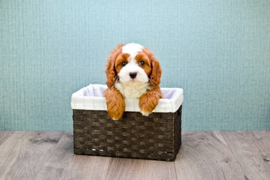 Cavapoo Pup Being Cute