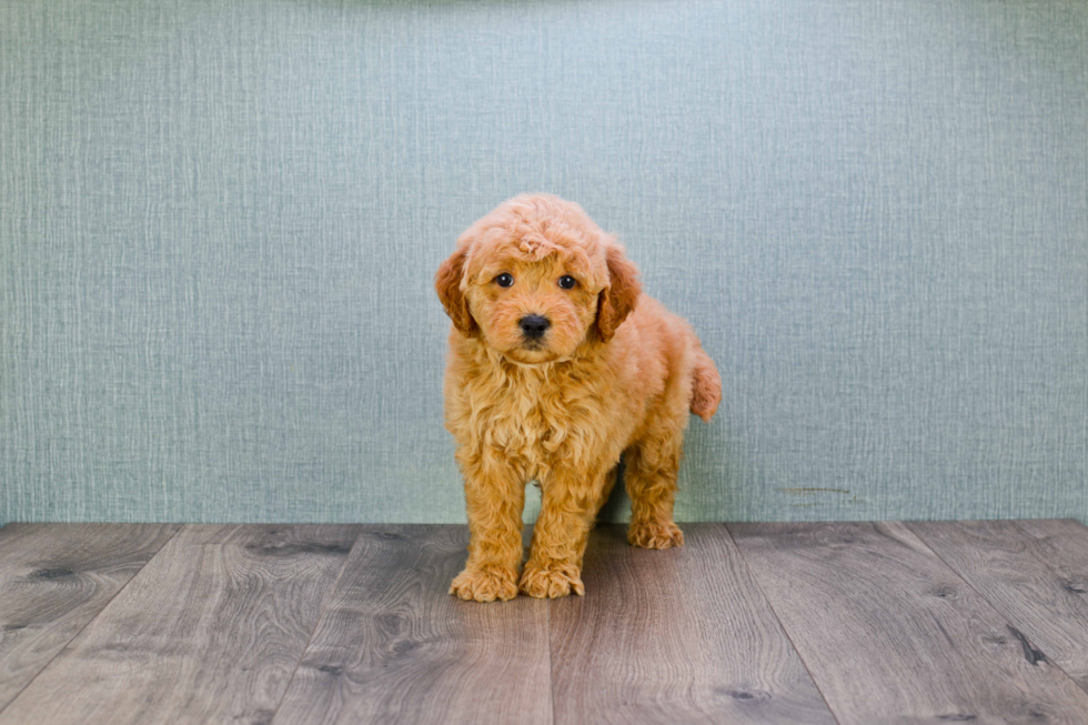 Mini Goldendoodle Puppy for Adoption