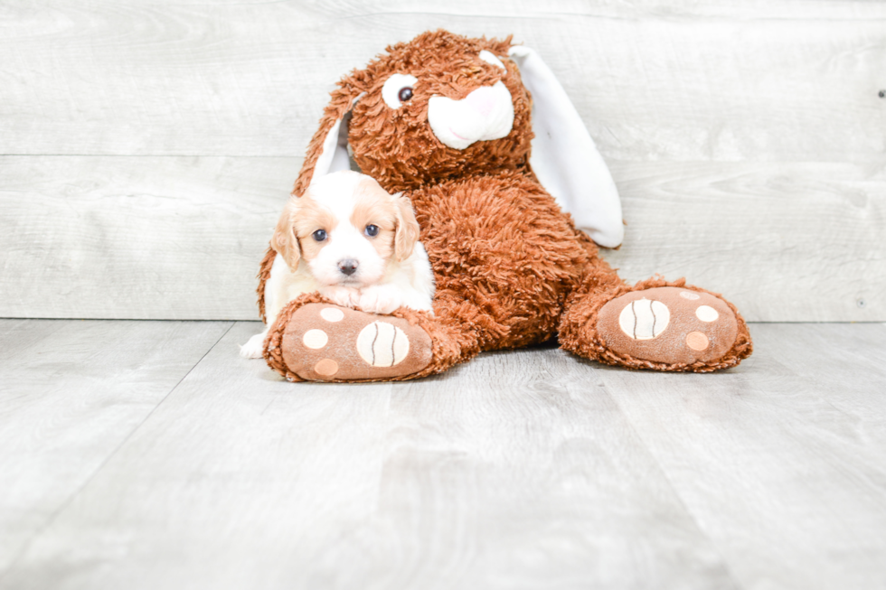 Friendly Cavachon Baby