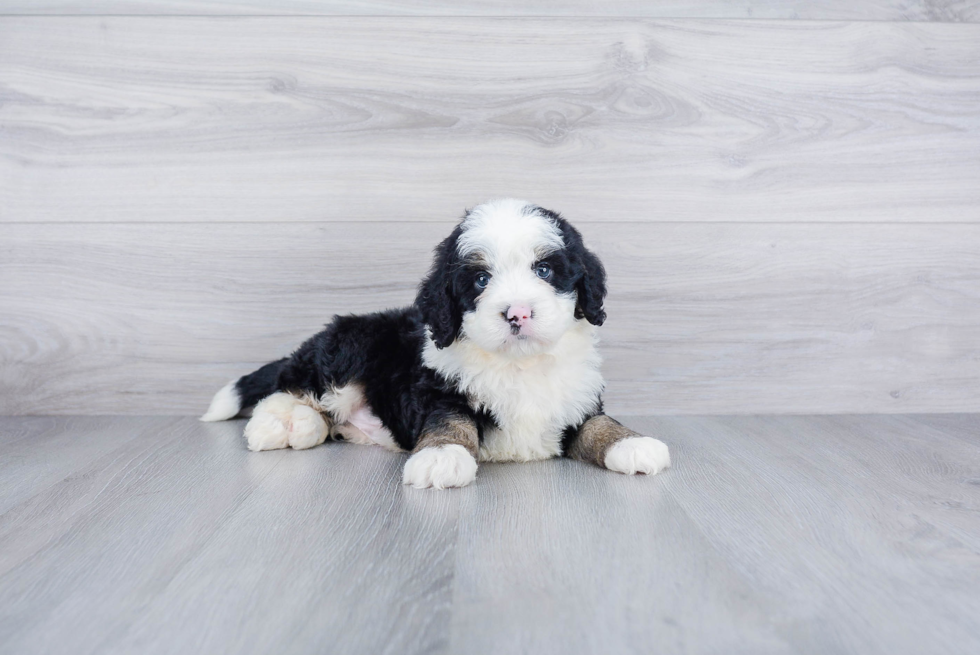 Adorable Mini Berniedoodle Poodle Mix Puppy