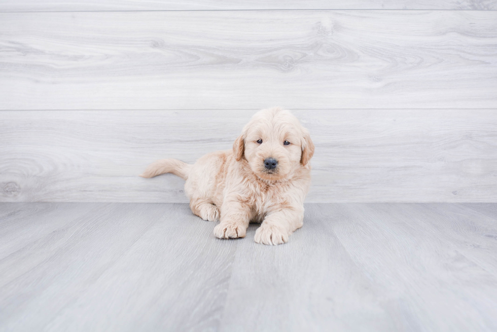 Adorable Golden Retriever Poodle Mix Puppy