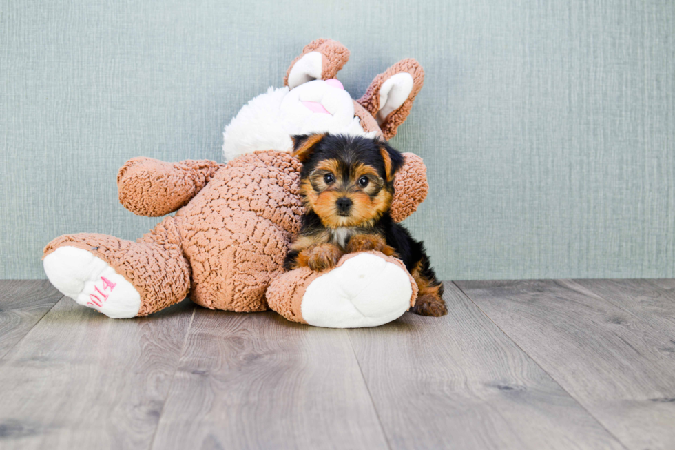 Meet Goldie - our Yorkshire Terrier Puppy Photo 