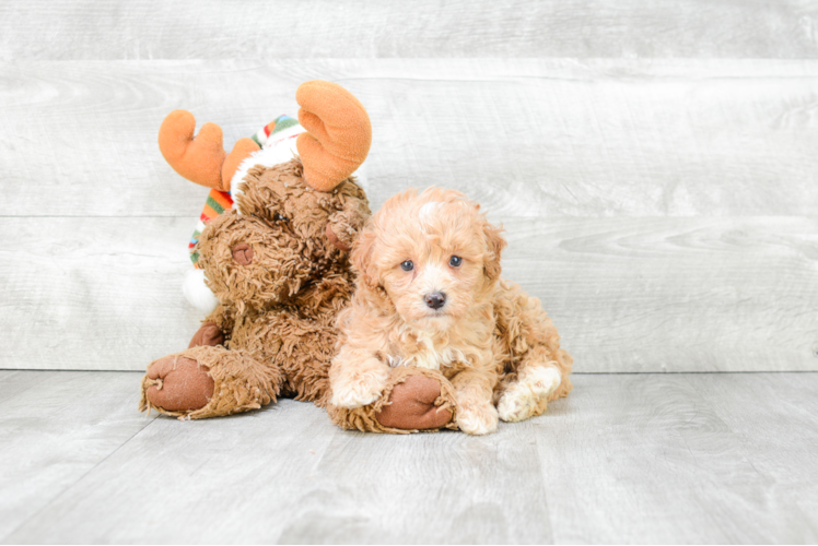 Maltipoo Pup Being Cute