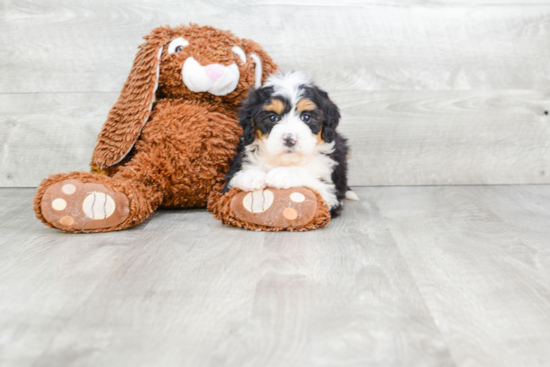 Best Mini Bernedoodle Baby