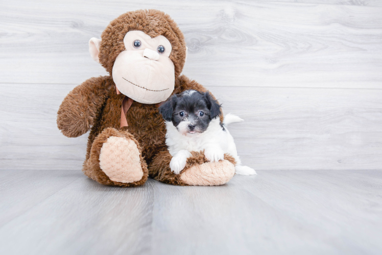 Maltipoo Pup Being Cute