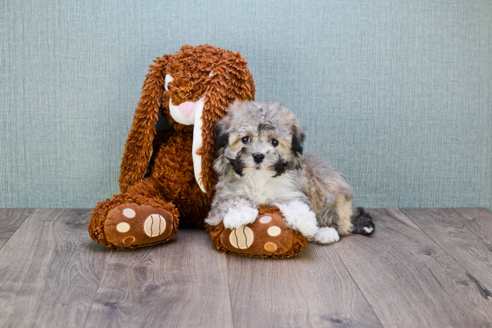 Akc Registered Havanese Purebred Pup