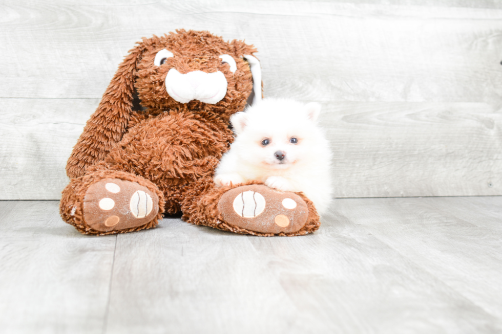 Sweet Pomeranian Purebred Puppy