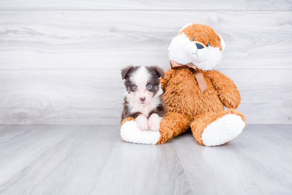 Mini Aussiedoodle Puppy for Adoption