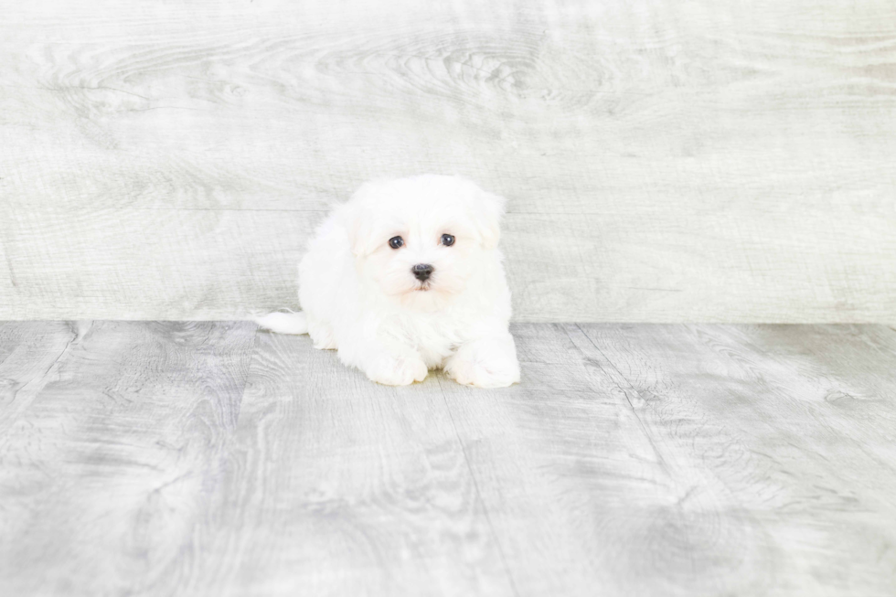 Maltese Pup Being Cute