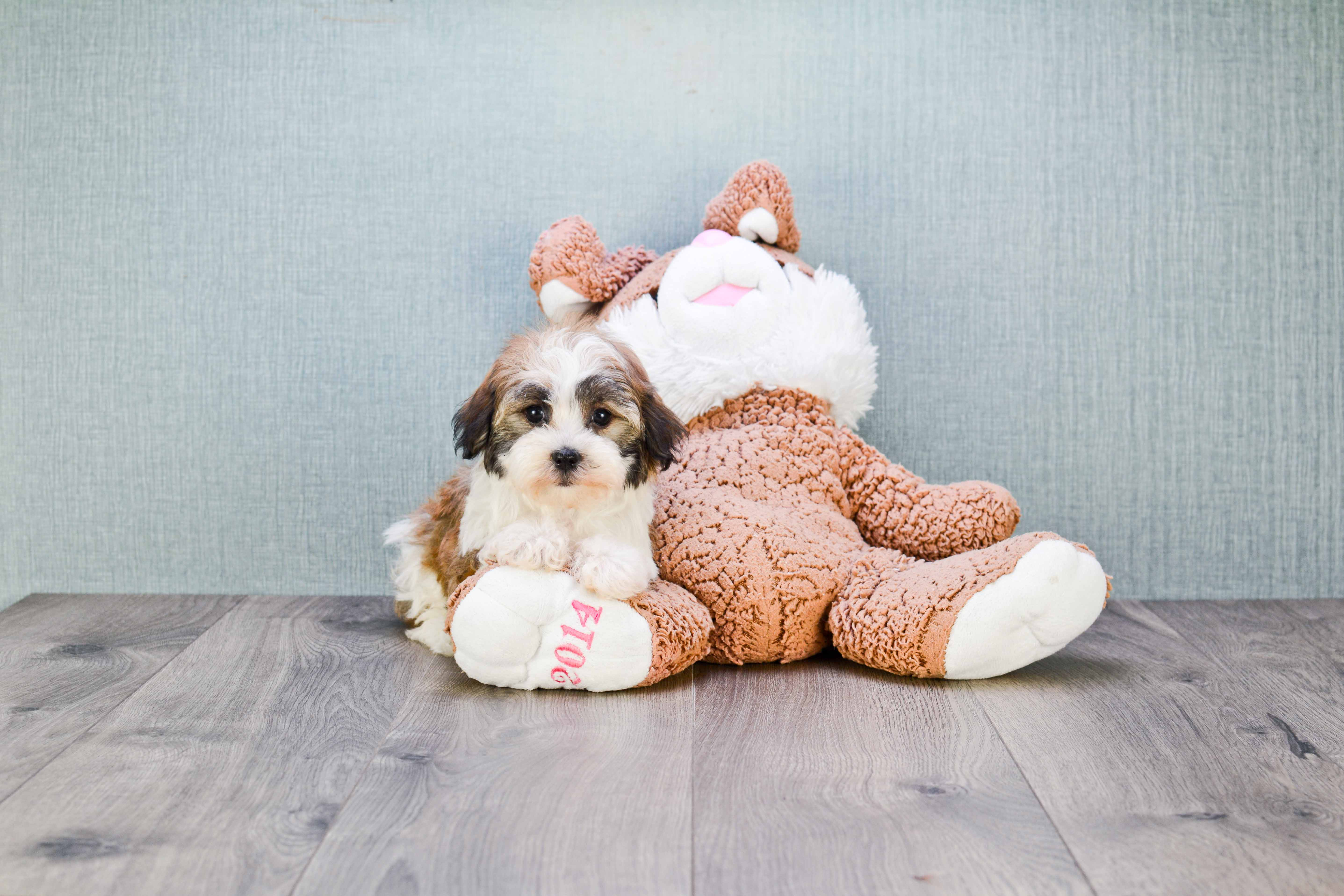 Popular Havanese Purebred Pup