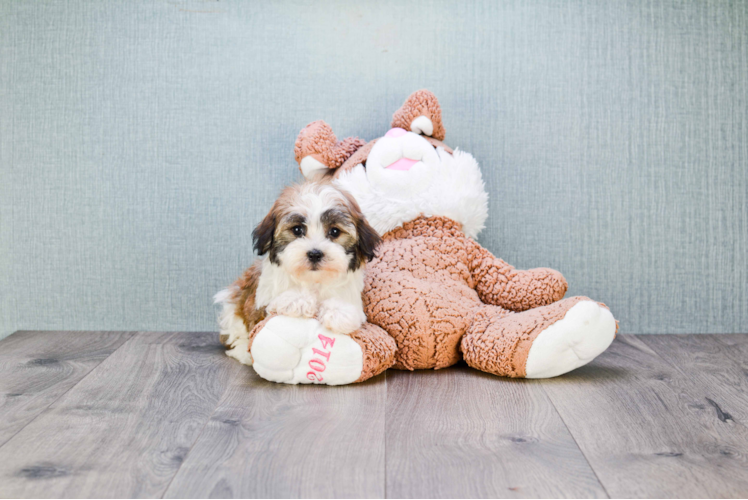 Popular Havanese Purebred Pup