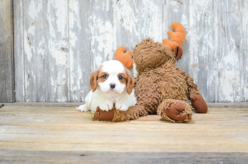 Best Cavalier King Charles Spaniel Baby