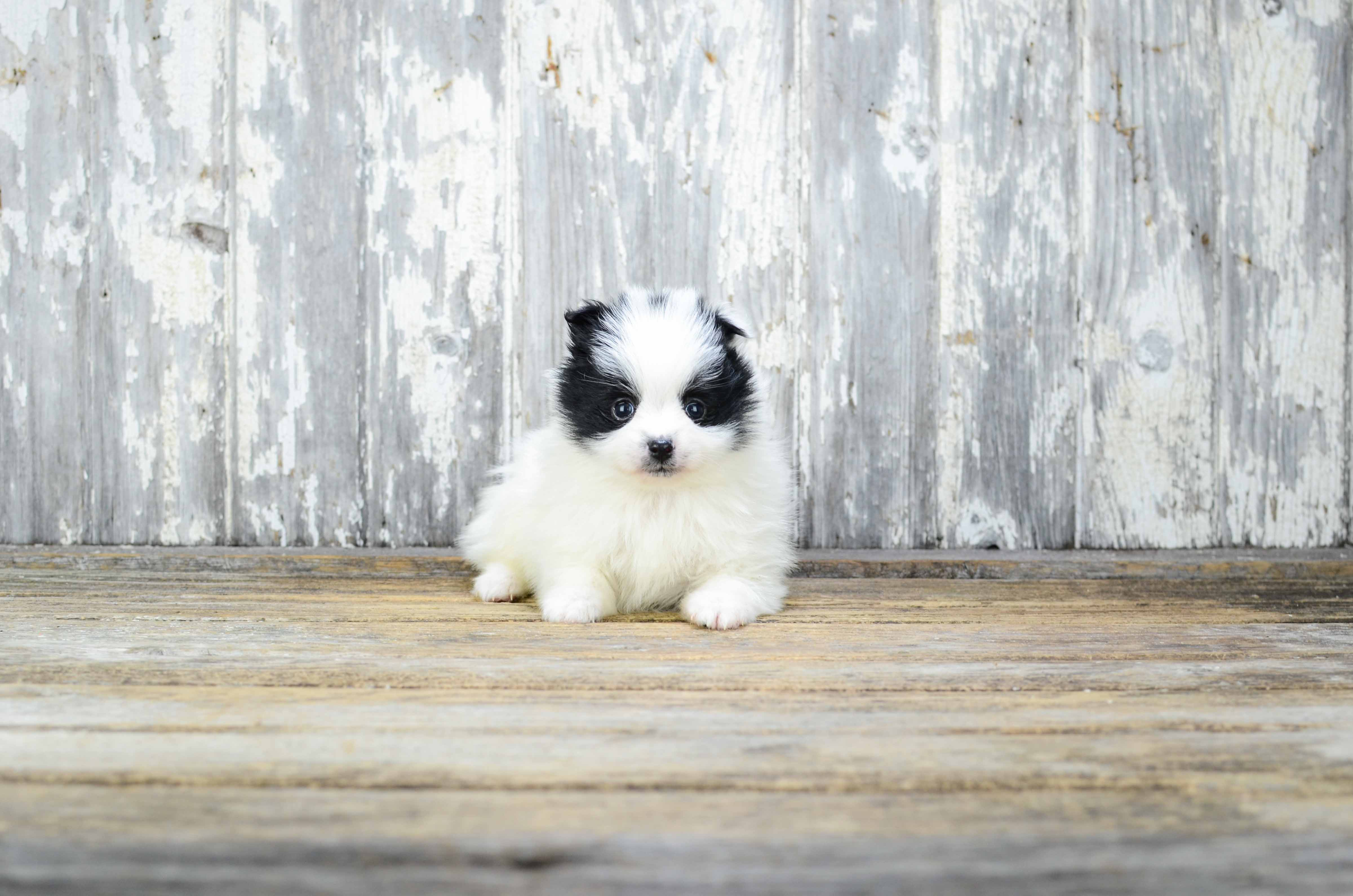 Pomeranian Puppy for Adoption