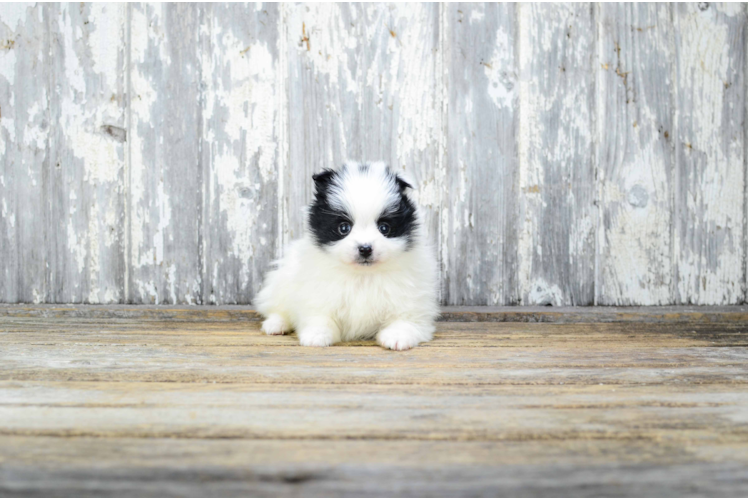 Pomeranian Puppy for Adoption