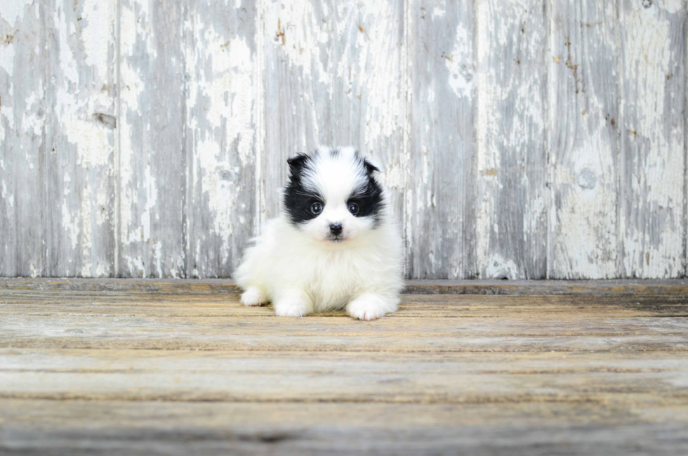 Pomeranian Puppy for Adoption