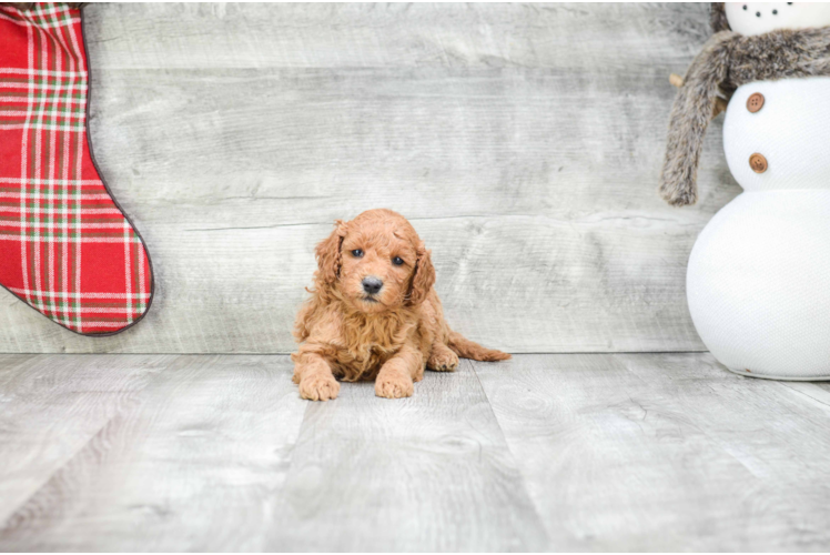 Cute Mini Goldendoodle Baby