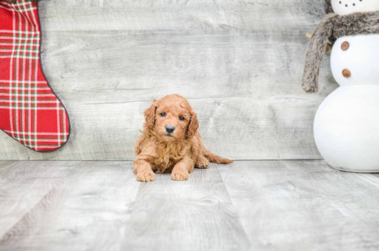 Cute Mini Goldendoodle Baby