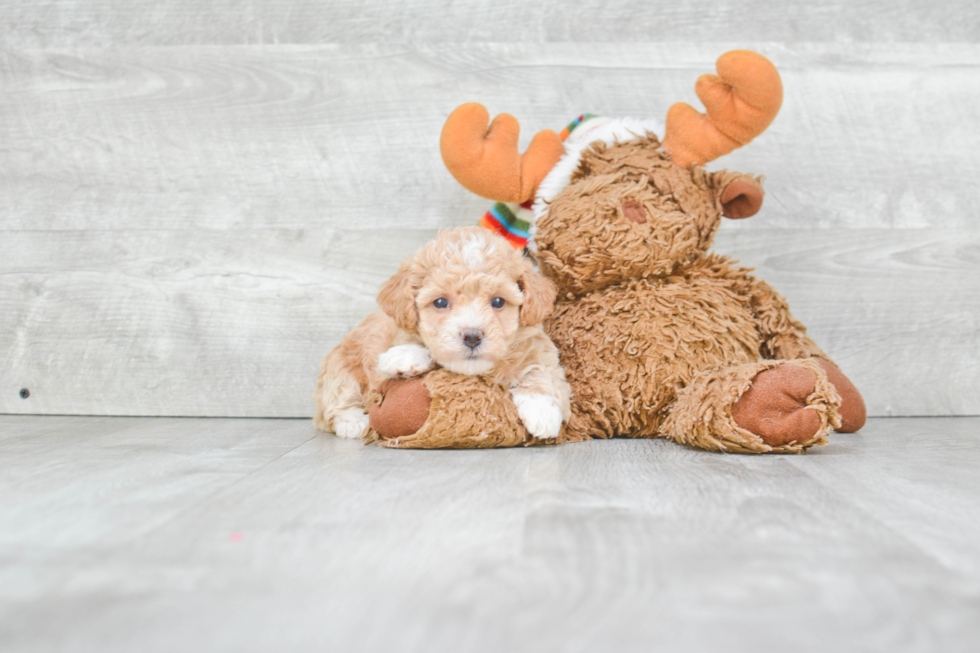 Best Maltipoo Baby