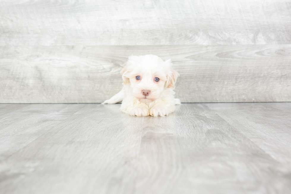 Havanese Pup Being Cute