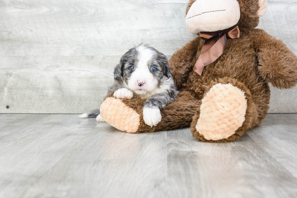 Mini Bernedoodle Pup Being Cute